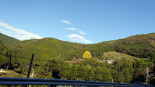 大きな銀杏の木